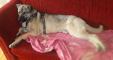 Ulisse