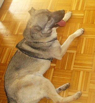 Ulisse