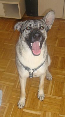 Ulisse