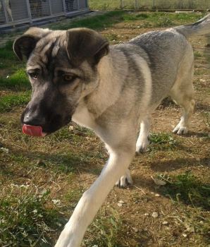 Ulisse