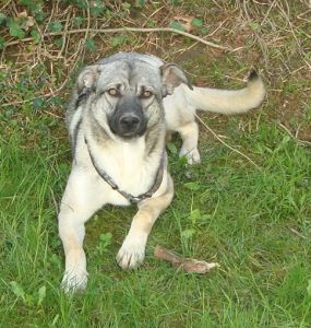 Ulisse
