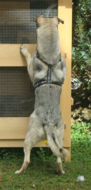 Ulisse