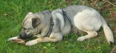 Ulisse