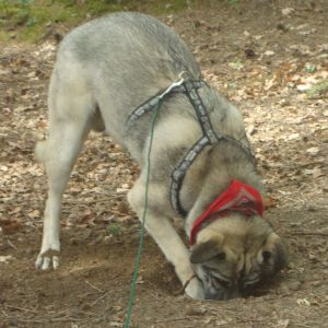 Ulisse