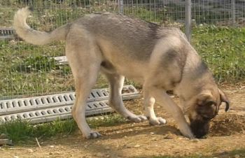 Ulisse