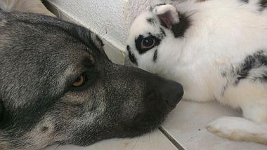 Ulisse