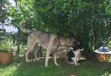 Ulisse