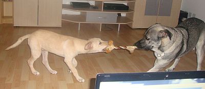 Ulisse