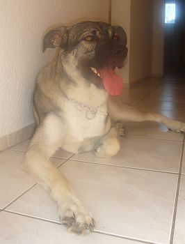 Ulisse