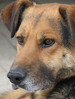 Vasco