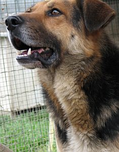 Vasco