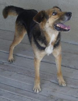 Vasco