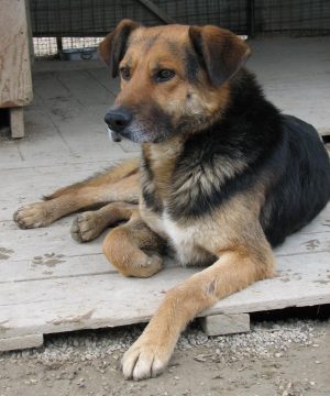 Vasco