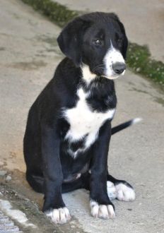 Zina
