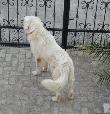 Angus