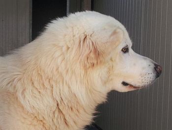 Angus