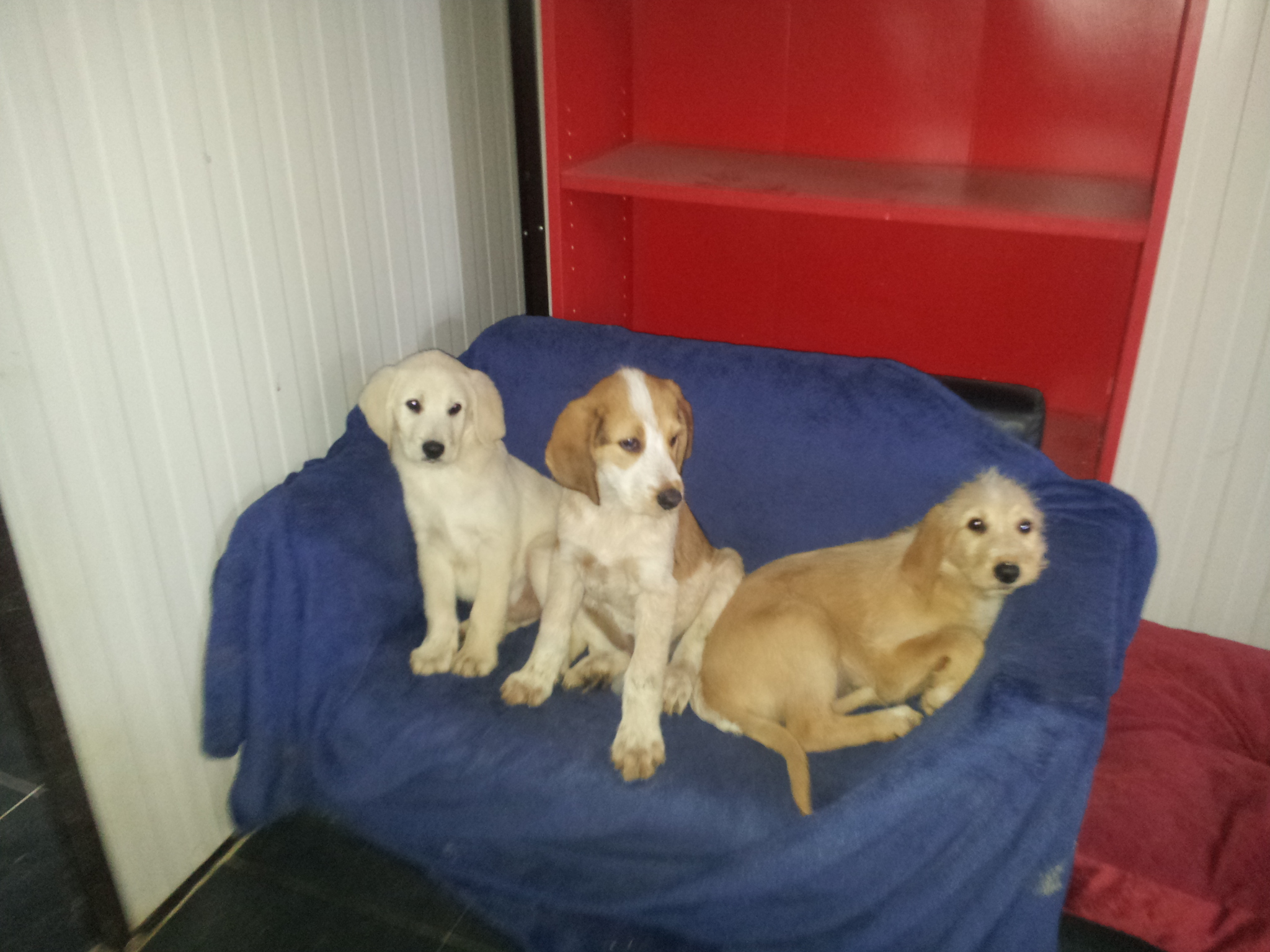 Balbo, Balocco und Bembo