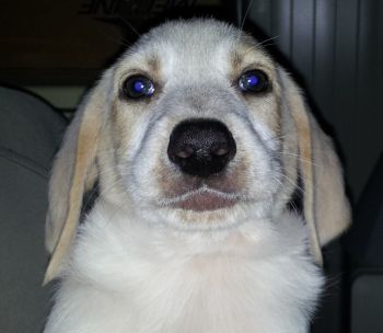 Benno