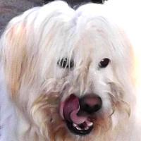 Bernie
