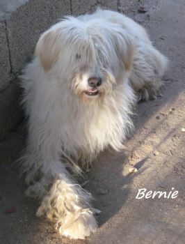 Bernie