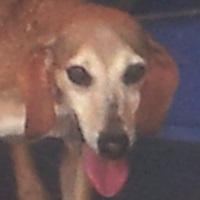 Cara