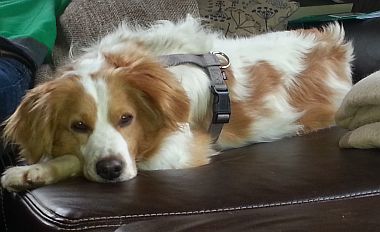 Chester