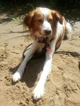 Chester