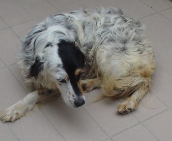 Cocca