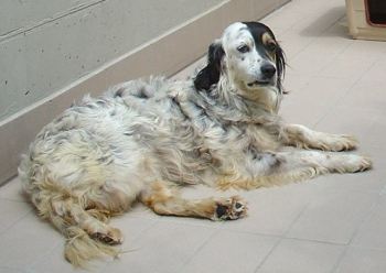 Cocca