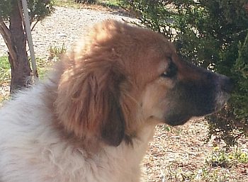 Esther