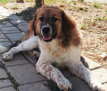 Esther