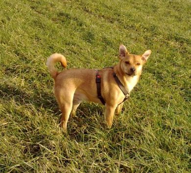 Foxy