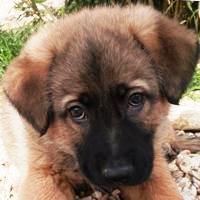 Giulio