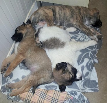 Familie