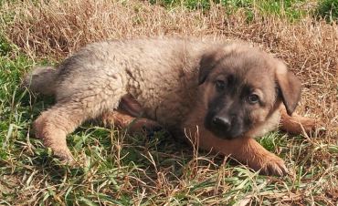 Giulio