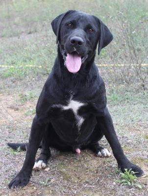 Labby