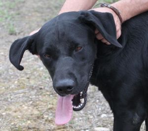 Labby
