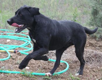 Labby