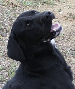 Labby