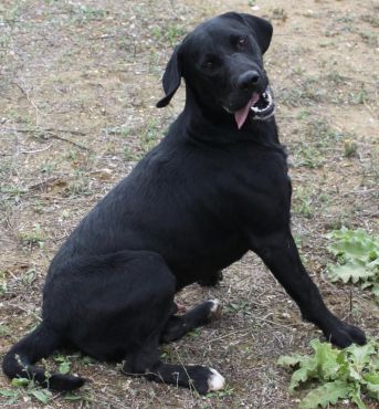Labby