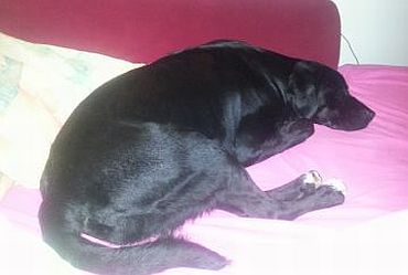 Labby