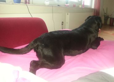 Labby