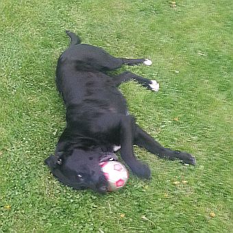 Labby
