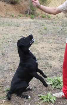 Labby
