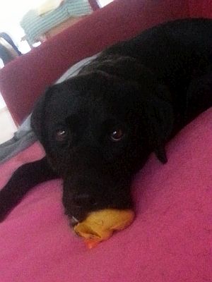 Labby