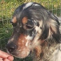 Massimo