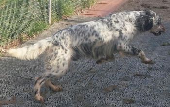 Massimo
