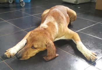 Melampo