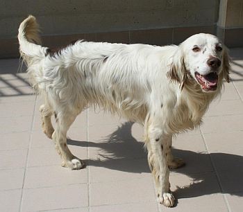 Miky