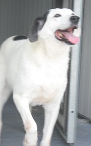 Milka